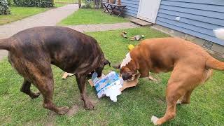 Treats in a box?! MUST DESTROY!!! Boxers love making a mess! 😁