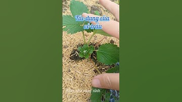 Vai trò của vỏ trấu với cây trồng #vuonnhacungxinh #garden #chill #mientay #agriculture