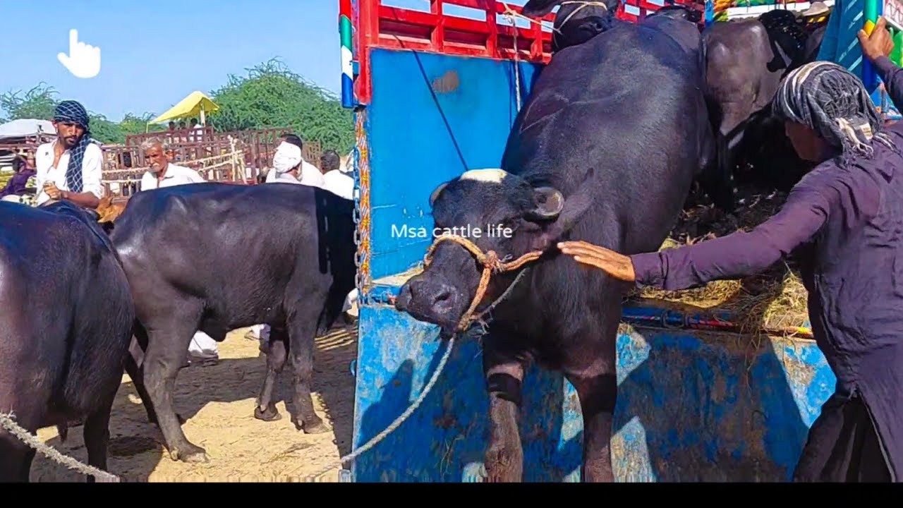 Gabhan Jhootian/ Mazda Truck Unloading || Cholistani Mandi Punjab Msa cattle life.