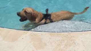 Dog does not want to leave the pool by Sam Gosiewski 172,643 views 8 years ago 2 minutes, 4 seconds