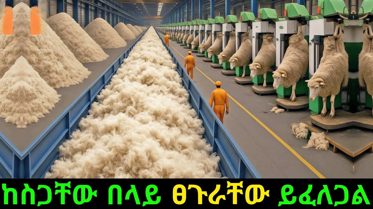 ሚሊዮን ዶላሮችን የሚያስገኘው የበጎች ፀጉር/Sheep  Factory How Millions Are Made from Wool /