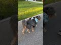 Leo got a special walk this morning with his friend Noelle! #bestfriend #dogshorts #furbuddies