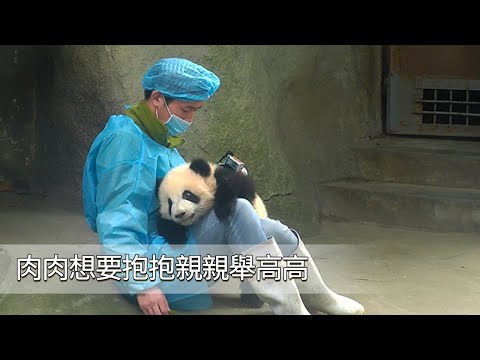 《熊貓早晚安》肉肉想要抱抱親親舉高高| iPanda