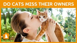Do Cats Miss Their Owners 🐱 (5 Signs They Do) | Pets Guideline