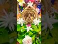 #Govinda Govinda#shorts#viral#