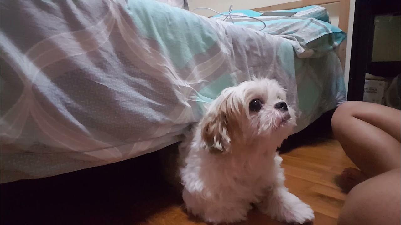 Brushing my shih tzu's teeth YouTube