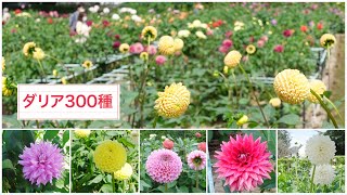 奇跡のダリア【町田ダリア園】関東随一300種が見頃です♪