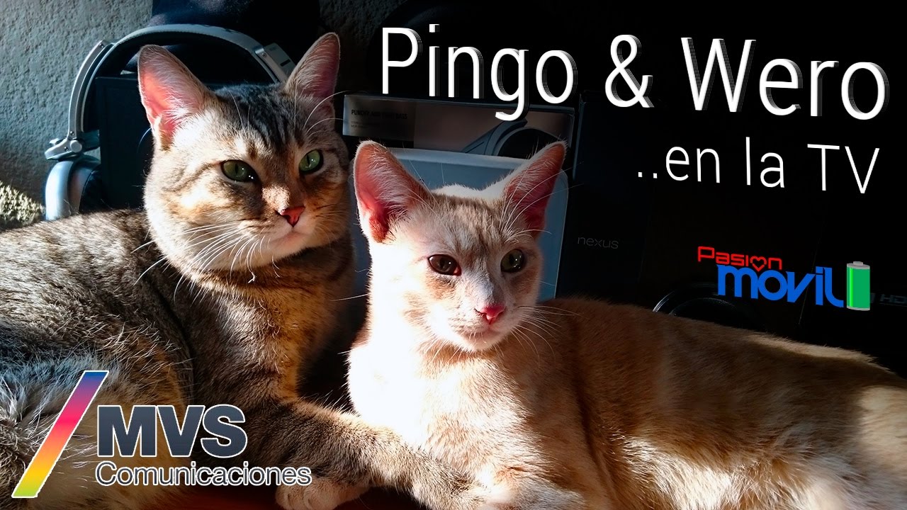 Video: Pingo y Wero, estrellas de Sanando a mi mascota