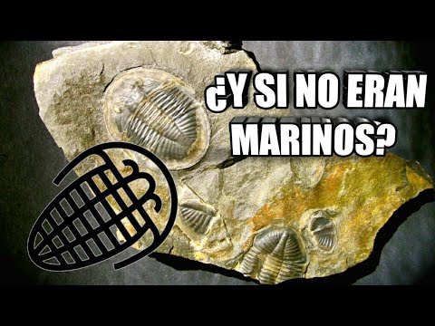 ¿Nos equivocamos con los Trilobites? 😳😳😳