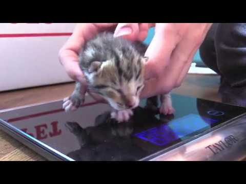 CAM Foster Kittens - CAM Foster Kittens