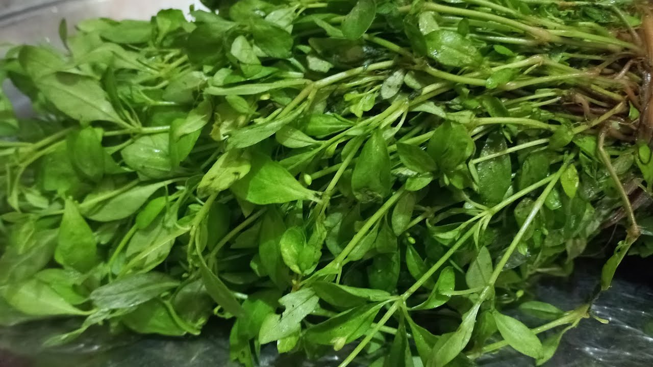 ডিমাই শাক কিভাবে ভাজবেন | easy recipe | dimai shak recipe | দেখুন সম্পূর্ণ ভিডিওটি|