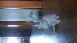 DSCF1590.AVI