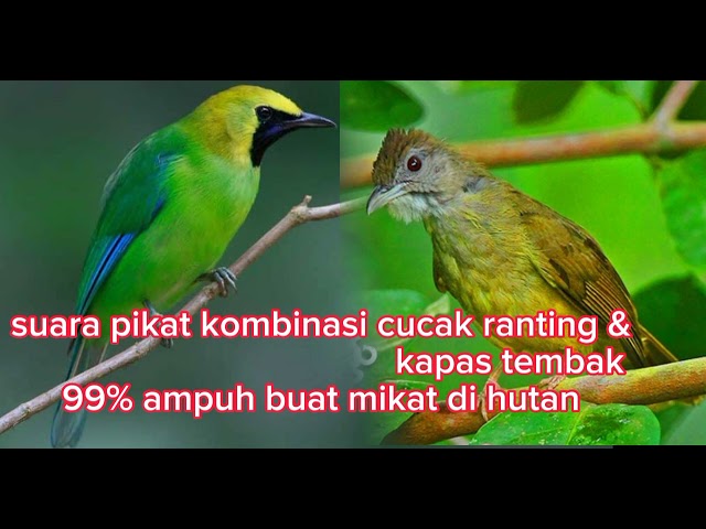 suara pikat cucak ranting kombinasi kapas tembak  @andickcahkerjo class=