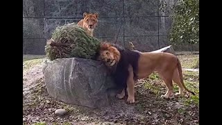 N.J. zoo animals enjoy playtime with recycled Christmas trees