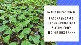 ПРОДОЛЖАЕМ ГОВОРИТЬ О ЦВЕТОЧНОМ БИЗНЕСЕ! КАК МЫ НАЧАЛИ ПРОДАЖИ В ЭТОМ ГОДУ