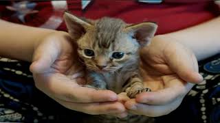 Devon Rex cat Compilation and Mix by Animal & Wildlife TV 35 views 2 years ago 3 minutes, 15 seconds