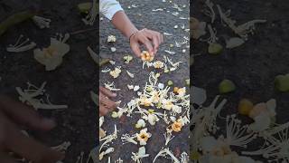 nyari madu dari bunga durian #trendingshorts