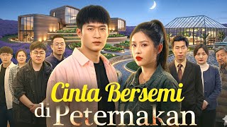 Cinta Bersemi Di Peternakan Drama China Review 2026