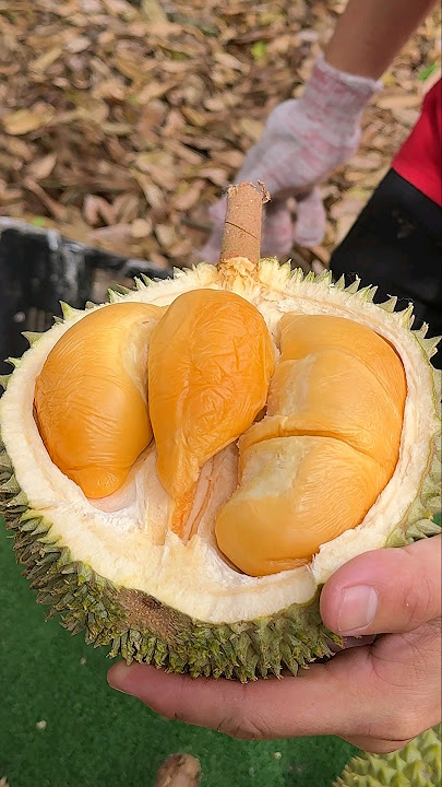 Amazing! Durian Fruits Cutting Skills - Malacca Durian Heng