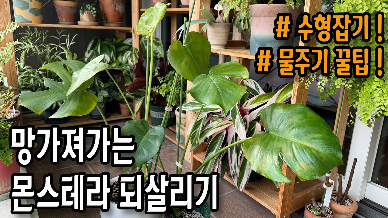 몬스테라 살리기! 방치되어 병들고 웃자란 수형 교정, 올바른 식물 물 주기, 몬스테라 화분 선택 알려드릴게요