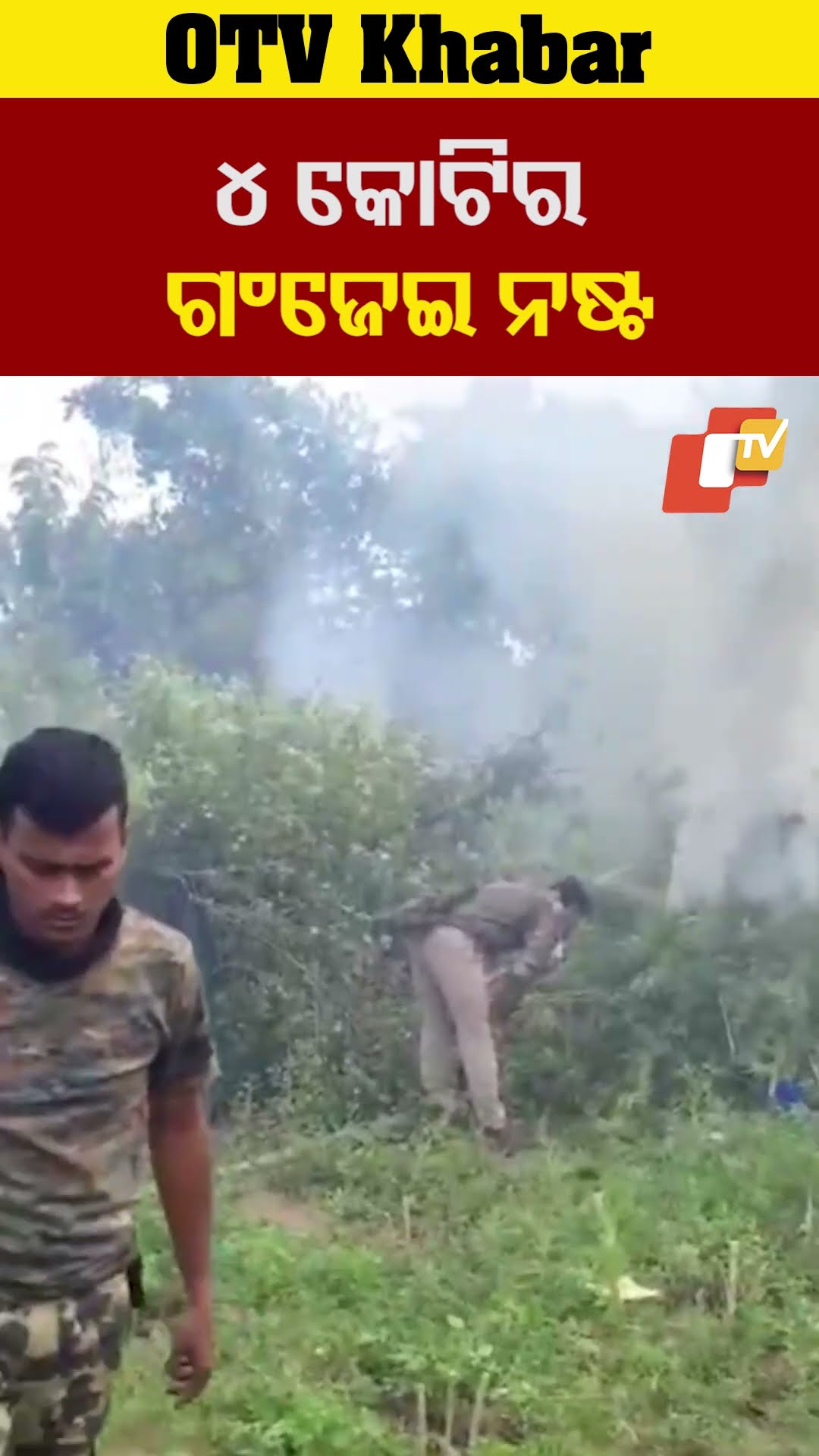 ୪ କୋଟିର ଗଂଜେଇ ନଷ୍ଟ #OdishaTV #OTV #Odisha