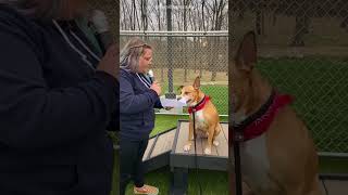 Dog Waited 365 Days For Home🥺🐶