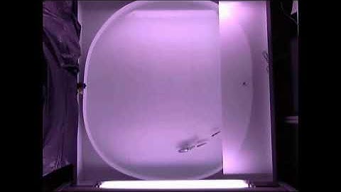 Golden shiners execute a risk-taking task with a biomimetic robot