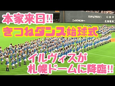 【本家登場】きつねダンスの本家イルヴィスが札幌ドームに降臨‼︎大量のきつね軍団🦊と踊り始球式をする‼︎ ﾌｧｲﾀｰｽﾞｶﾞｰﾙ‼︎