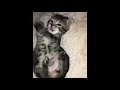 kitten compilation   cutest cats compilation 2020 best cute cat videos ever