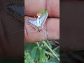 तितली,  क्या इसे ड्रैगन फ्लाई कह सकते हैं?#nature #nature beautiful #animals