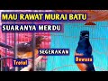 BELI MURAI SEKARANG!!! Merawat murai batu trotol atau merawat murai batu dewasa? Jangan tertipu