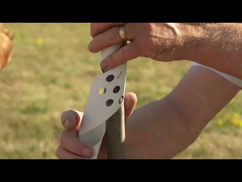Do Rats Climb Trees? (Roof Rat vs. Norway Rat Agility Explained ...