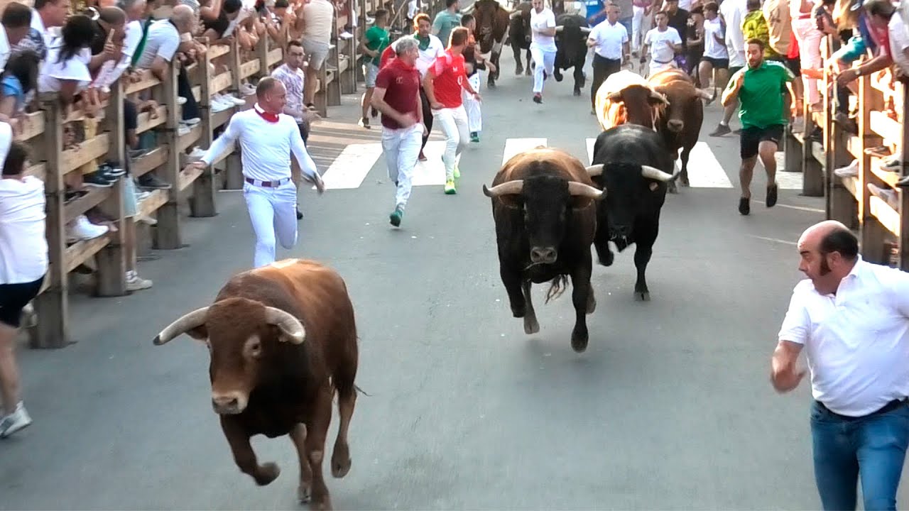 Íscar 2025 Encierro y Capea con Toros Bravos