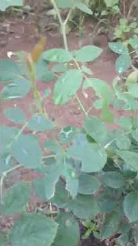 Gardening  tips, # mom's diary, #music,#food ,# nature, #relaxingmusic,# Gardening