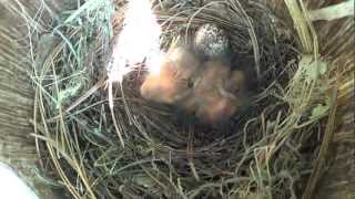 Prothonotary Warbler babies day 2