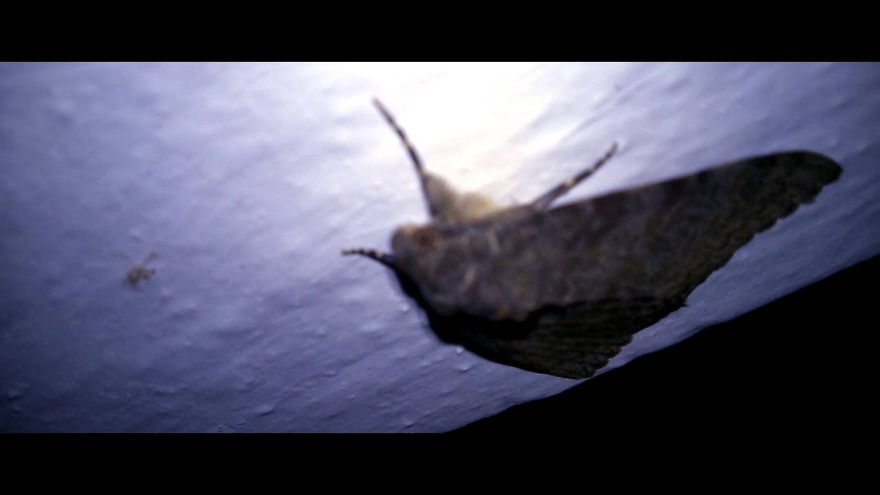 A butterfly broke my phone.