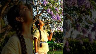 How to Grow Beautiful Jacaranda (Jacaranda mimosifolia) – Easy Beginner Care Guide #naturenurturehub