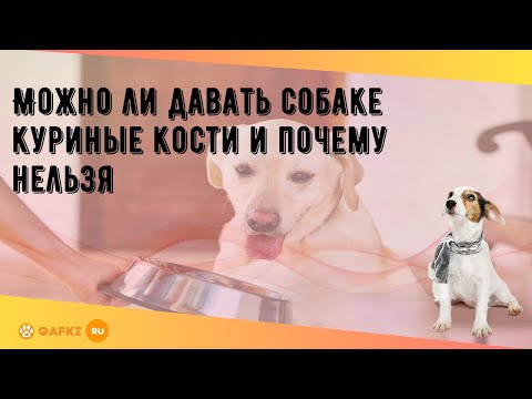 Можно ли давать собаке куриные кости и почему нельзя