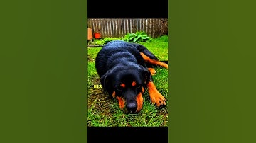 He lost his bestfriend #shorts #shortsfeed #helping #respect #sad