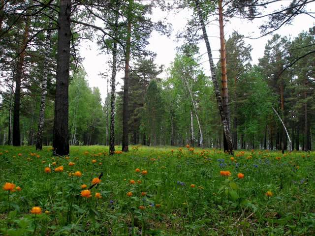 Eddie Calvert - Summertime