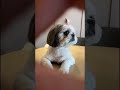 #bollywood#wow#varundhawan#ytshorts#shihtzu#dog#thar#jcb#mrunalthakur#anaya#dj#whatsappstatus#bhoot