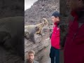#monkey #animals #funny #cute #zoo #shortvideo #love #hindi #news #music
