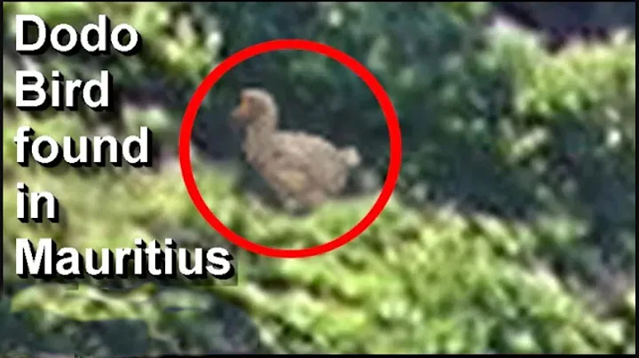 Living Dodo bird found in Mauritius (new video evidence) - DayDayNews