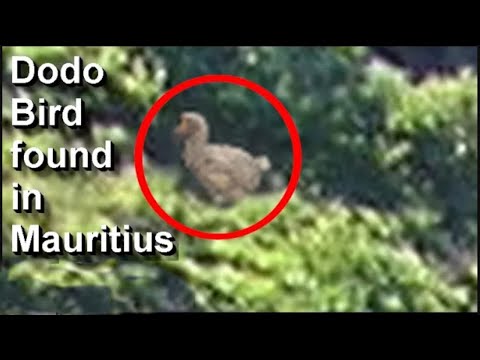 Living Dodo bird found in Mauritius (new video evidence)