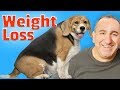 How to help my dog lose weight fast