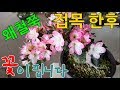 왜철쭉접목(flower bonsai grafting) 2년,3년 경과한후 꽃들이 핍니다.