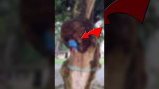 Maa Kali Art Hidden Inside a Tree Branch 😱🖤 #shorts