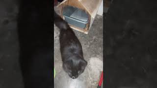 Litter Box Bertutup Dari kayu Ukuran Jumbo, beli di Shopee harga terjangkau.