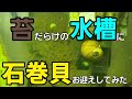 #アクアリウム#苔対策#石巻貝  苔だらけの水槽に石巻貝をお迎えしてみた