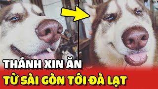 Chú chó Alaska nổi tiếng với khả năng 